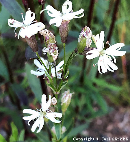 Silene tatarica, tataarikohokki